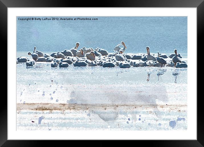 Pelican Companions Framed Mounted Print by Betty LaRue