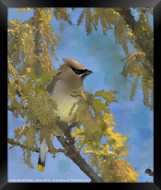 Waxwing Among the Catkins Framed Print by Betty LaRue
