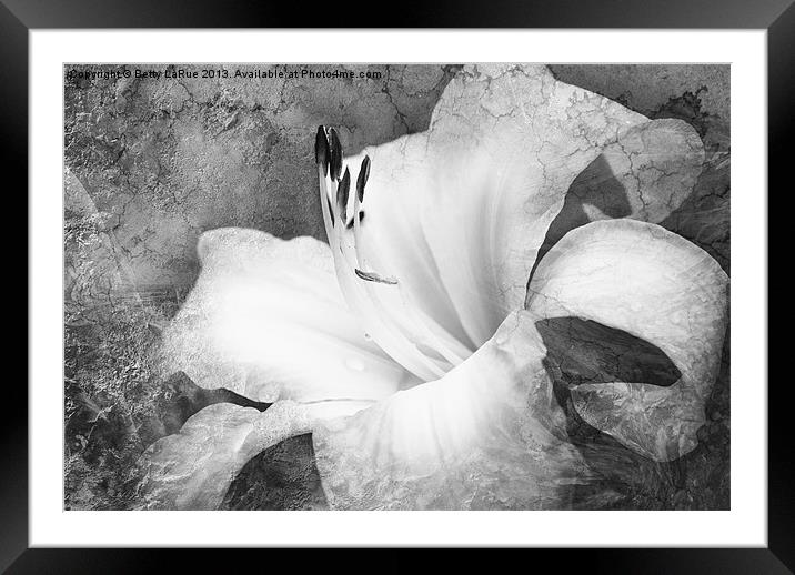 Softly Singing in Black and White Framed Mounted Print by Betty LaRue