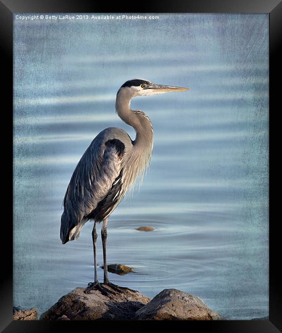 Stately-Great Blue Heron Framed Print by Betty LaRue
