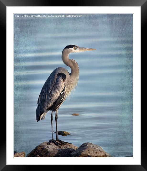 Stately-Great Blue Heron Framed Mounted Print by Betty LaRue