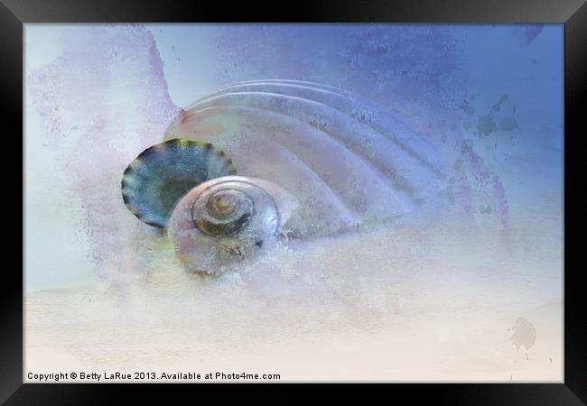 Three Sea Shells Framed Print by Betty LaRue