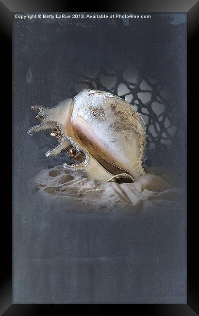 Lace Murex Shell 2 Framed Print by Betty LaRue