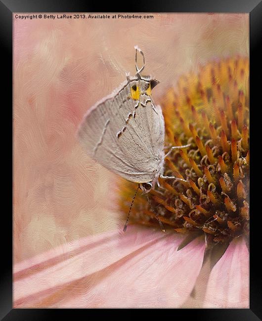 Gray Hairstreak Butterfly Framed Print by Betty LaRue