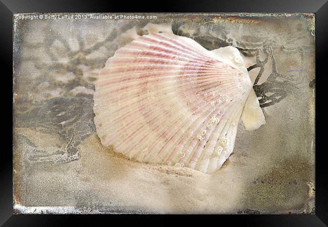 Seashell On The Beach Framed Print by Betty LaRue