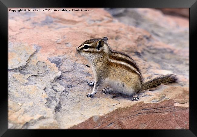 Least Chipmunk Framed Print by Betty LaRue