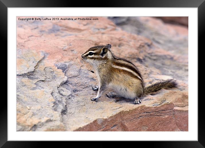 Least Chipmunk Framed Mounted Print by Betty LaRue