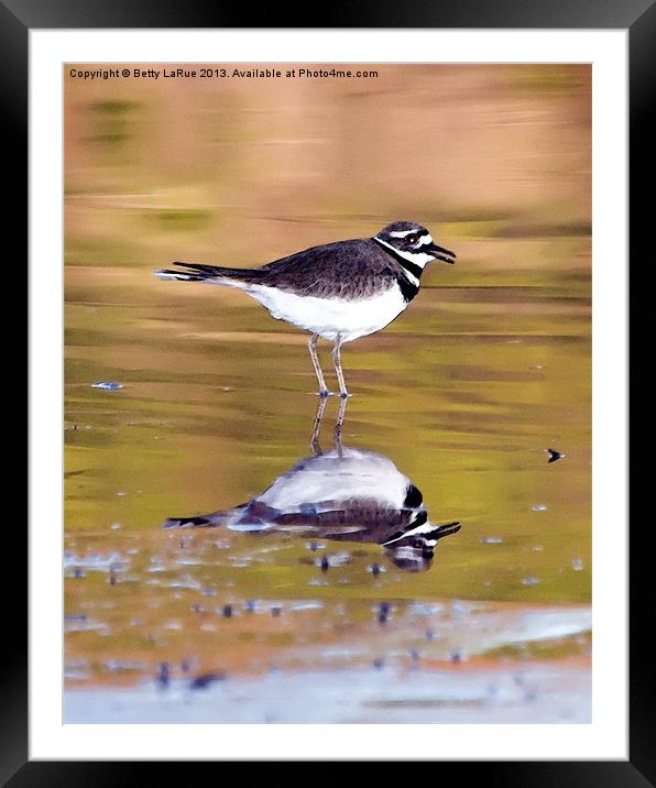 Kildeer Reflection Framed Mounted Print by Betty LaRue