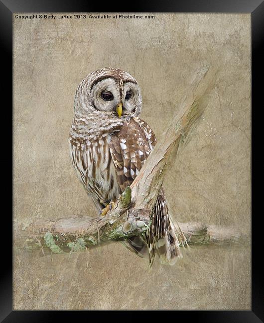 Barred Owl Portrait Framed Print by Betty LaRue