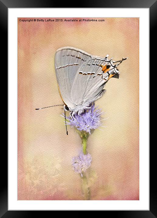 Gray Hairstreak Butterfly Framed Mounted Print by Betty LaRue