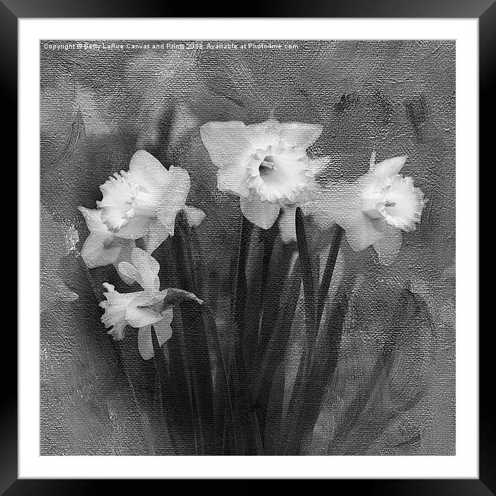 Daffodils in Black and White Framed Mounted Print by Betty LaRue