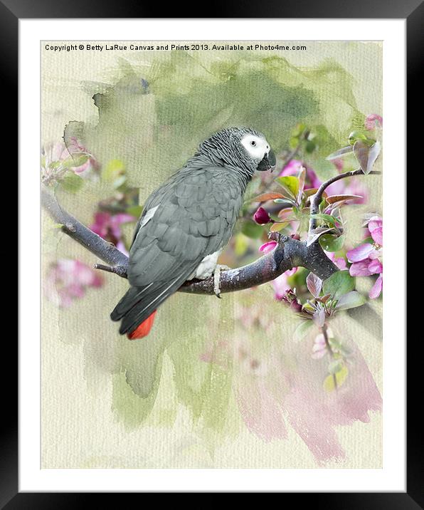 African Gray Among the Blossoms Framed Mounted Print by Betty LaRue