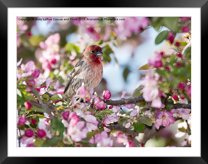 House Finch in Spring Framed Mounted Print by Betty LaRue