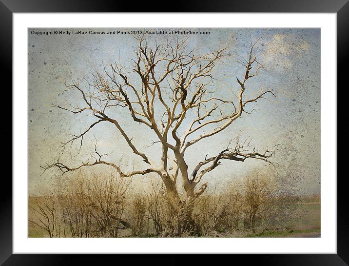 Lonely Framed Mounted Print by Betty LaRue