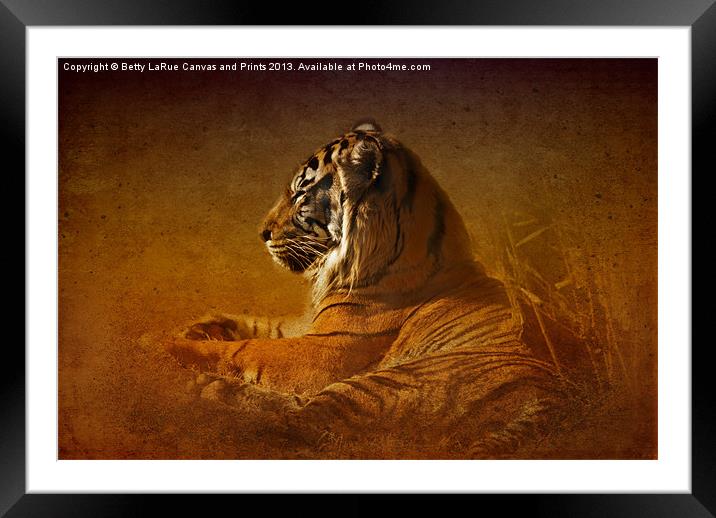 Dont Wake a Sleeping Tiger Framed Mounted Print by Betty LaRue