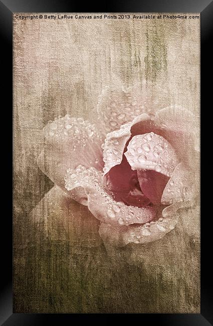 Summer Rose #1 Framed Print by Betty LaRue
