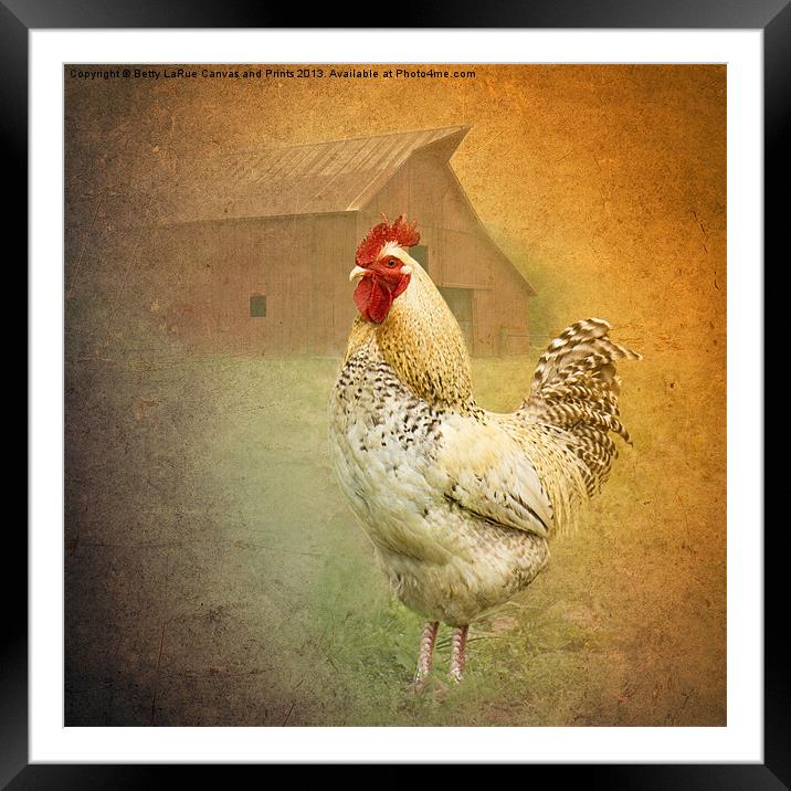 Barnyard Boss Framed Mounted Print by Betty LaRue