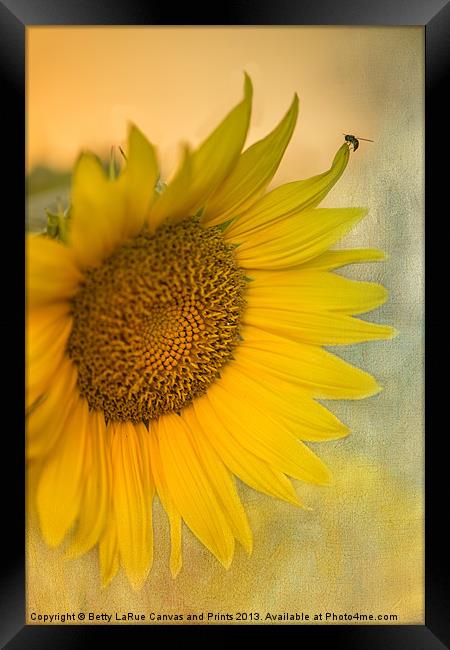 Star of the Show Framed Print by Betty LaRue
