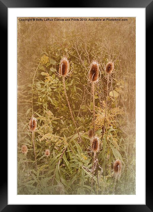 Thistles Framed Mounted Print by Betty LaRue