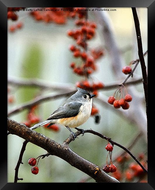 Tufted Titmouse Framed Print by Betty LaRue