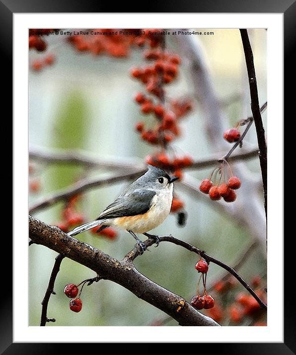 Tufted Titmouse Framed Mounted Print by Betty LaRue
