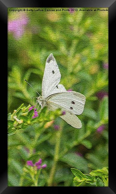 Cabbage White Butterfly Framed Print by Betty LaRue