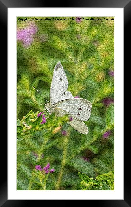 Cabbage White Butterfly Framed Mounted Print by Betty LaRue