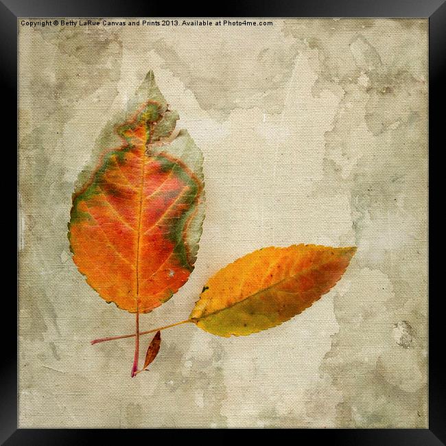 A Touch of Autumn #1 Framed Print by Betty LaRue