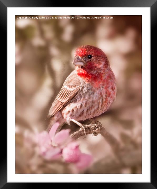 Sweet Songbird Framed Mounted Print by Betty LaRue