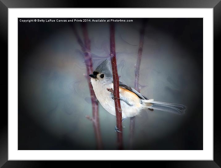 Tufted Titmouse Framed Mounted Print by Betty LaRue