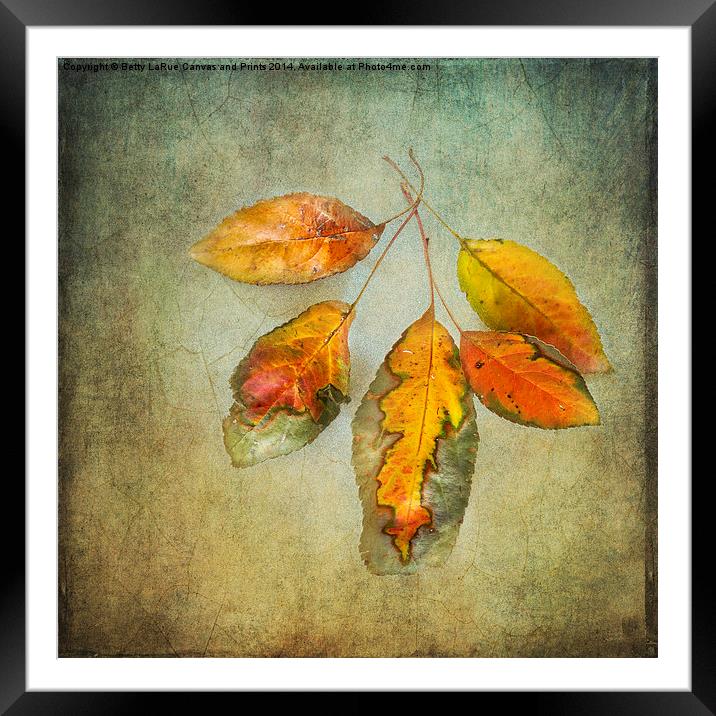 Five Autumn Leaves Framed Mounted Print by Betty LaRue