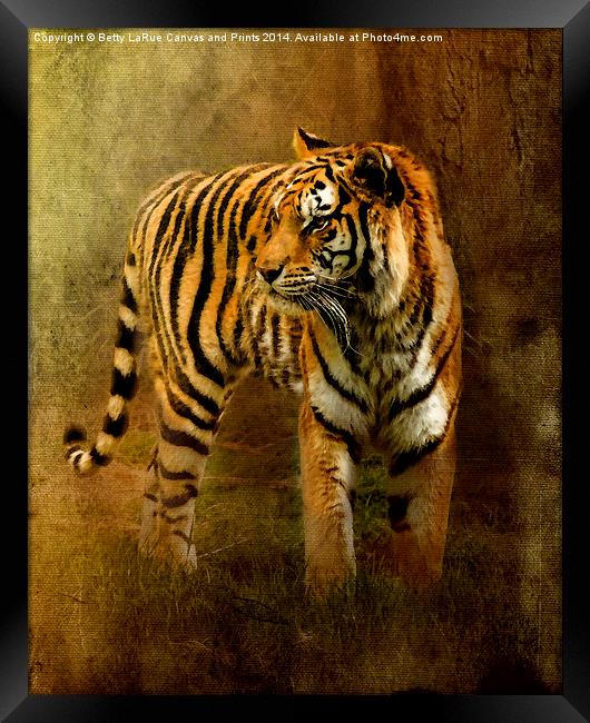 On The Hunt Framed Print by Betty LaRue