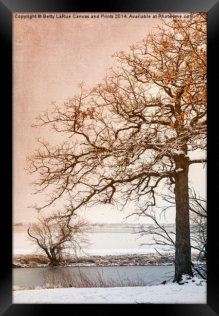 The Beauty of Winter Framed Print by Betty LaRue