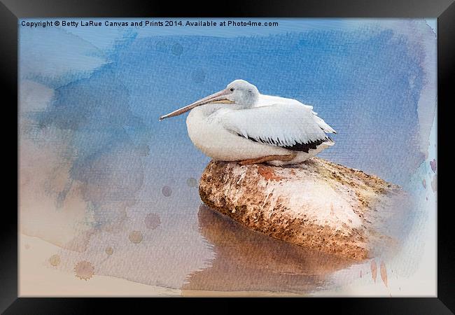 Pelican Peace Framed Print by Betty LaRue