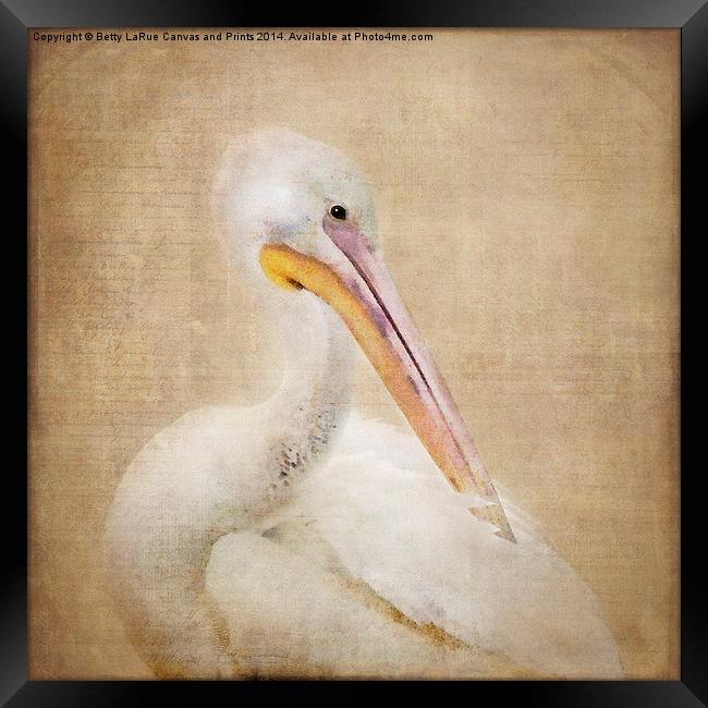 Pelican Preening Framed Print by Betty LaRue