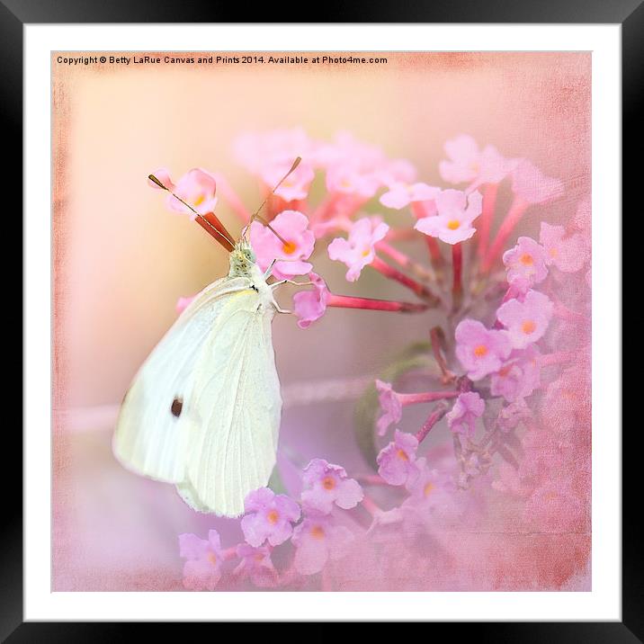 Butterfly Bliss Framed Mounted Print by Betty LaRue
