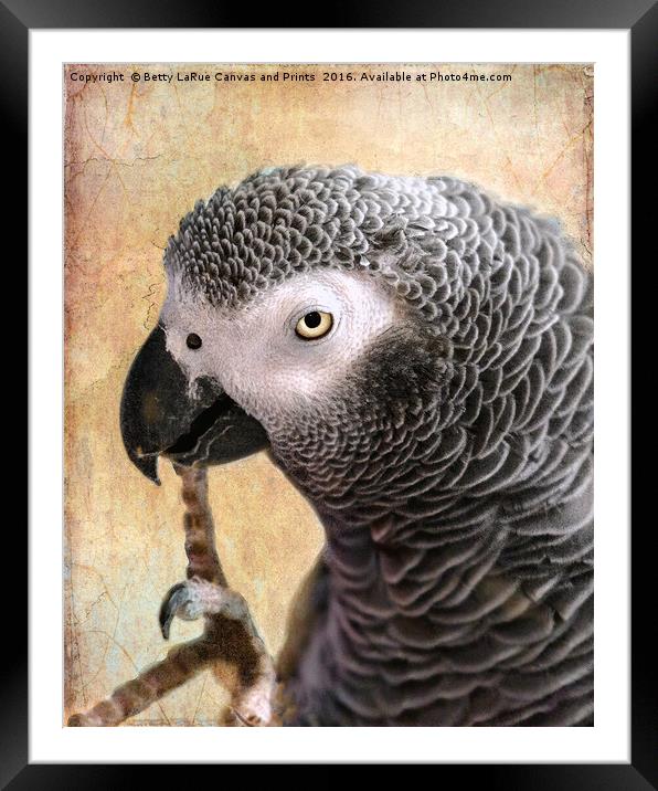 African Gray parrot portrait Framed Mounted Print by Betty LaRue