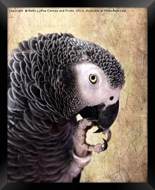 African Gray parrot   Framed Print by Betty LaRue