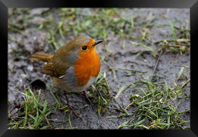 Robin Red Breast Framed Print by VICTORIA HENDRICK