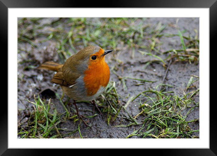 Robin Red Breast Framed Mounted Print by VICTORIA HENDRICK