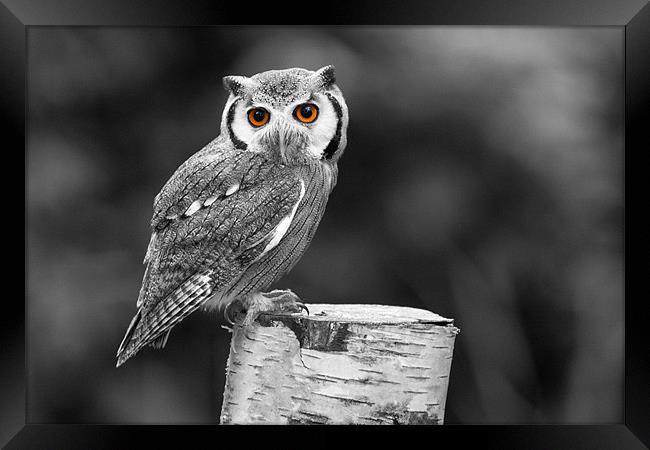 Southern White-Faced Owl Framed Print by Adam Withers