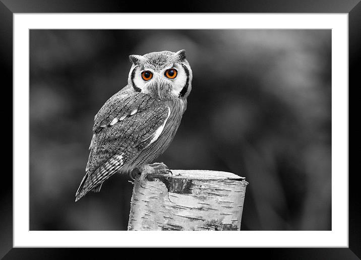 Southern White-Faced Owl Framed Mounted Print by Adam Withers