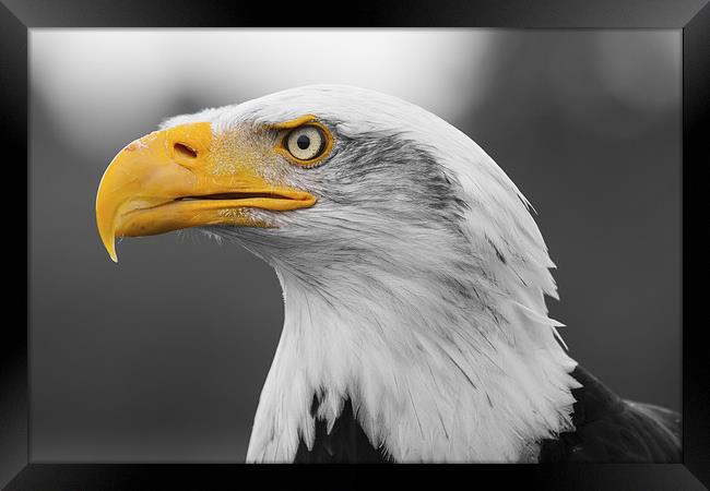 Bald Eagle Framed Print by Adam Withers