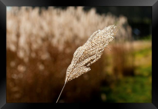 Reed Stem Framed Print by Adam Withers
