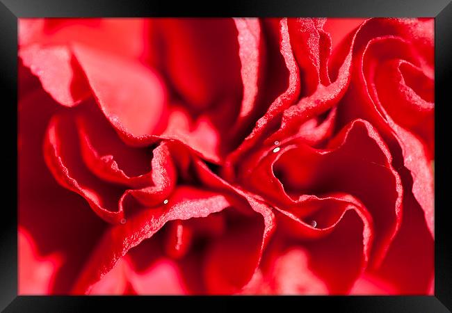 Red Carnation Flower Framed Print by Adam Withers