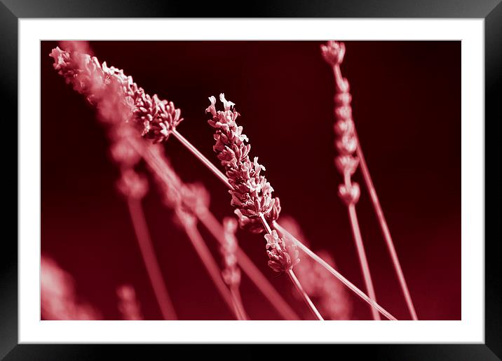 Lavender Flowers in Red Framed Mounted Print by Adam Withers