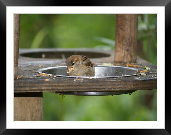 Dinner Time Framed Mounted Print by Brian Claridge