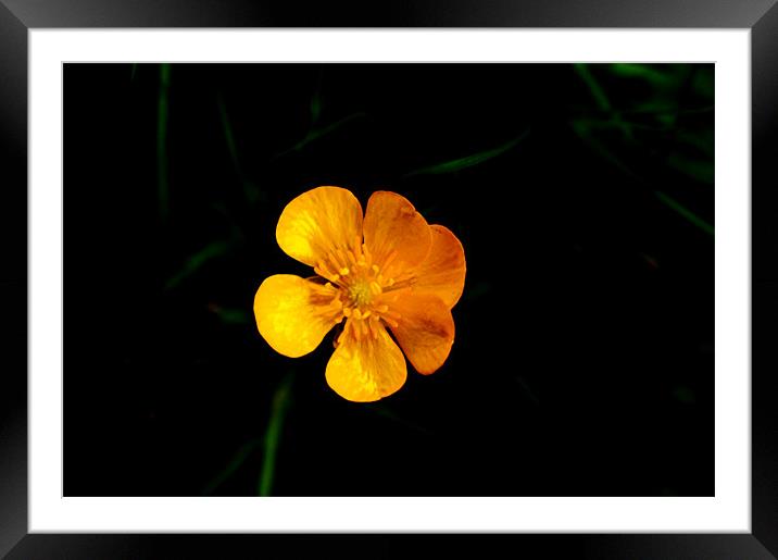 Buttercup Framed Mounted Print by Naufragus Simia