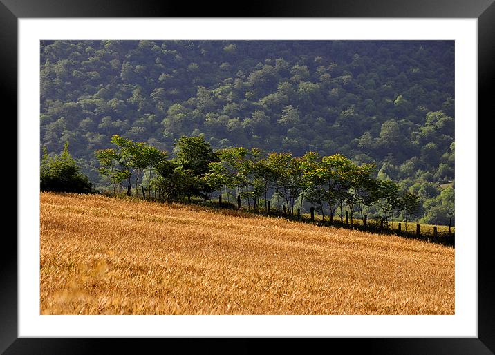 Tree Bushes Framed Mounted Print by Parisa Shademan