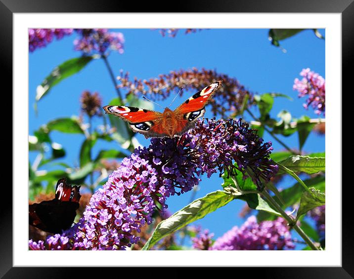 Flowery Nectar  Feast Framed Mounted Print by Lucy Courtney